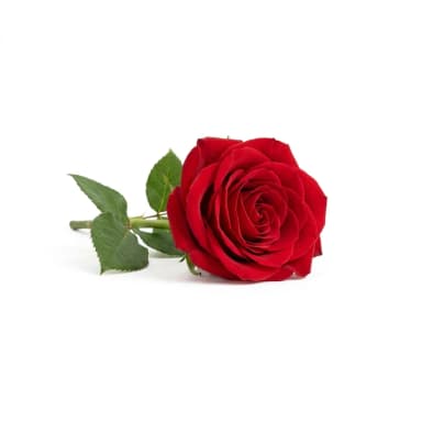 Rose Produktbild