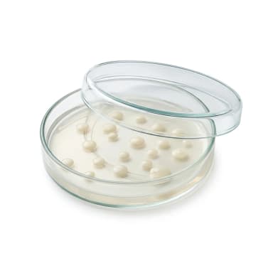 Bakterium Produktbild
