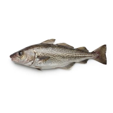 Fisch Produktbild