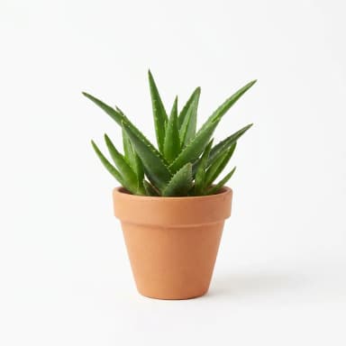 Aloe-Vera Produktbild