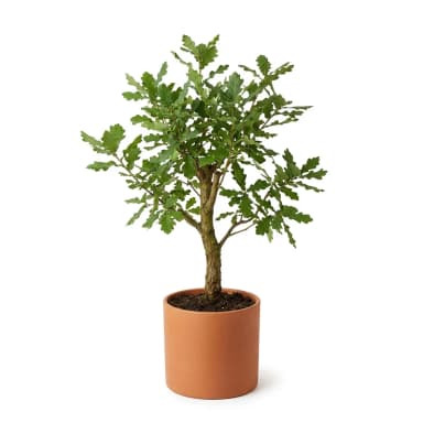 Baum Produktbild