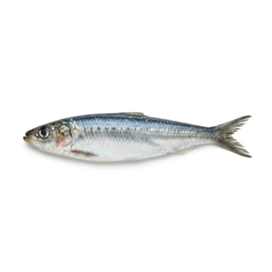Sardine Produktbild