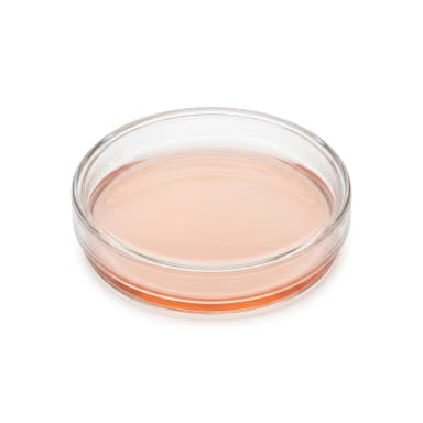 Zelllinie Produktbild
