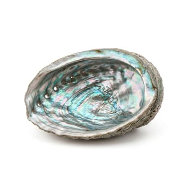 Abalone Produktbild