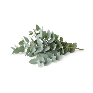 Eukalyptus Produktbild
