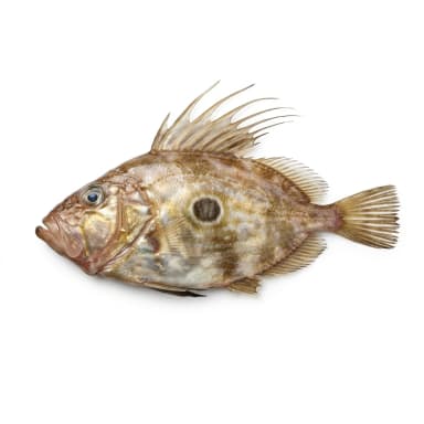 St-Peterfisch Produktbild
