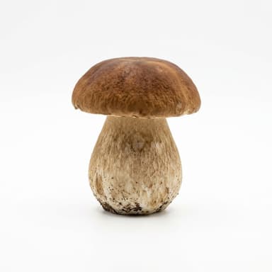 Pilz Produktbild
