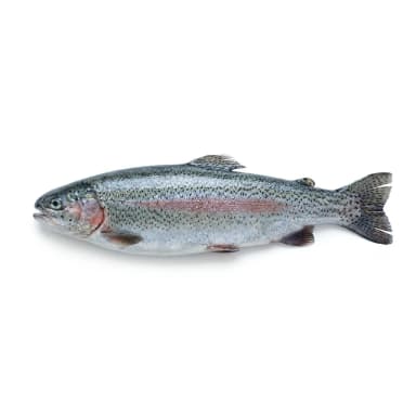 Lebendfisch Produktbild