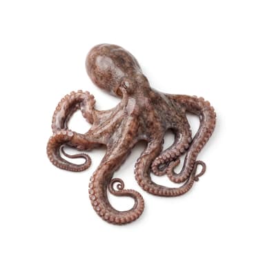 Oktopus Produktbild