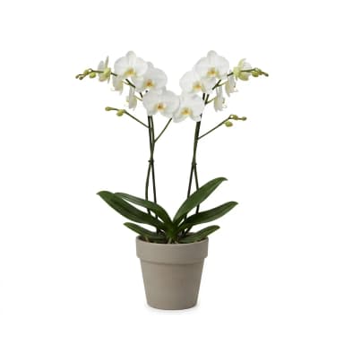 Blume Produktbild