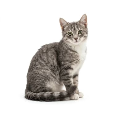 Katze Produktbild