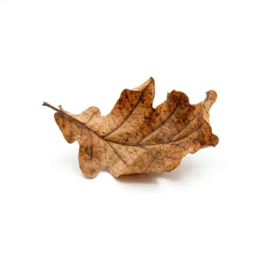Getrocknetes Blatt Produktbild