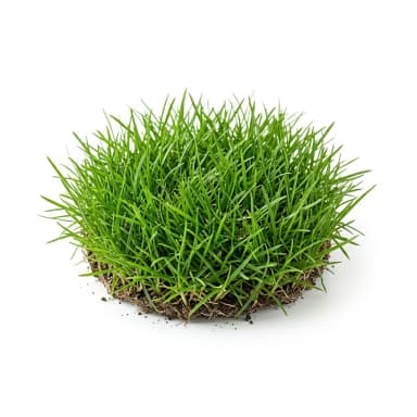 Gras Produktbild