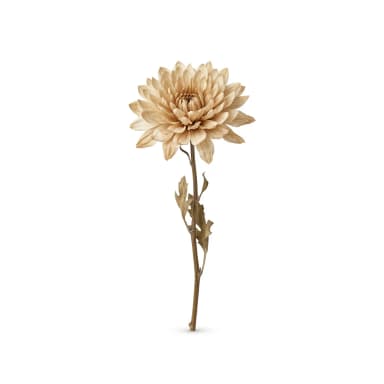 Getrocknete Blume Produktbild