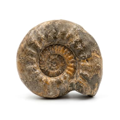 Fossil Produktbild