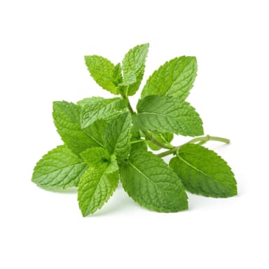 Spearmint Produktbild