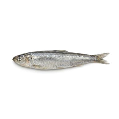 Sardelle Produktbild