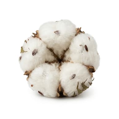 Rohbaumwolle Produktbild