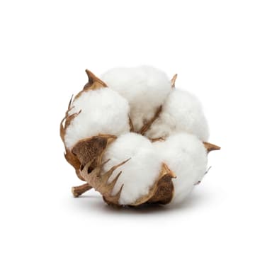 Baumwolle Produktbild