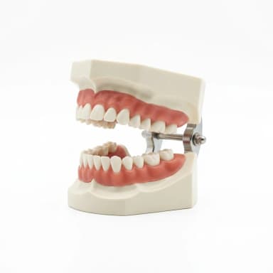 Zahnmodell Produktbild