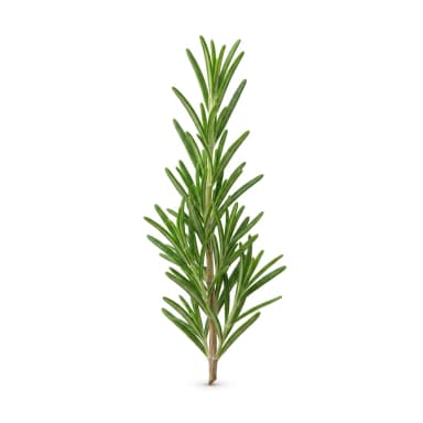 Rosmarin Produktbild