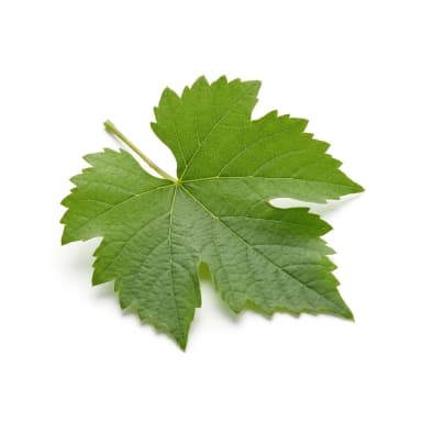 Weinblatt Produktbild