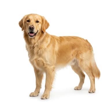 Hund Produktbild